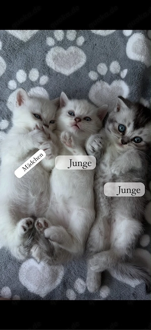 3 süße Kitten suchen ein liebevolles Zuhause 