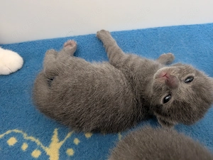 Katzenbabys suchen neues Zuhause!
