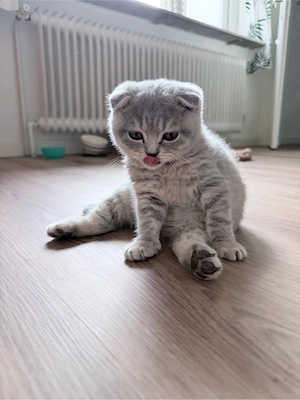 kitten zum verkaufen