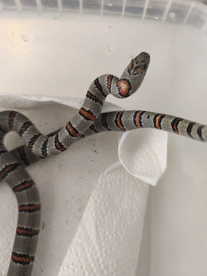 1.1 Lampropeltis mexicana greeri NZ 24