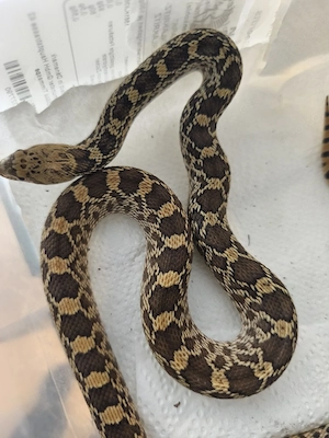 1.1 Pituophis catenifer sayi (Het.Stillwater)