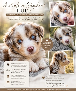 Reinrassiger Mini Australian Shepherd 