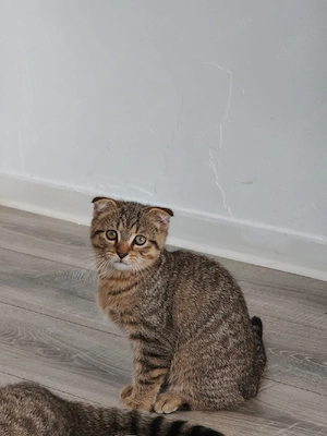 katzenbabys