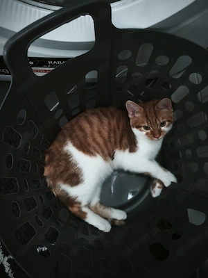6 monate alter kater