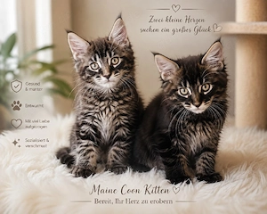 Noch zwei Black Tabby Maine Coon Kater ( dürfen ausziehen)