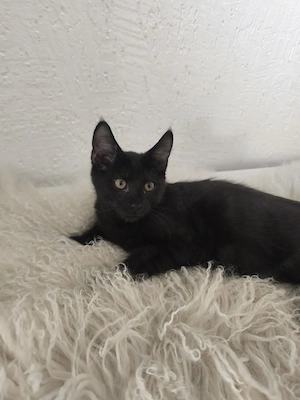 Maine Coon Mischlinge abzugeben
