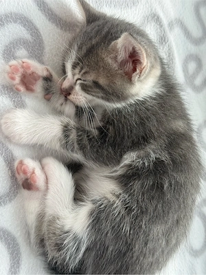 baby katzen 