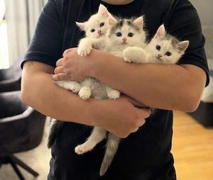 Wunderschöne BKH Kitten 