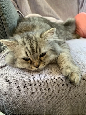 Süsser Kater Katzenbaby Perser- Langhaarmix 