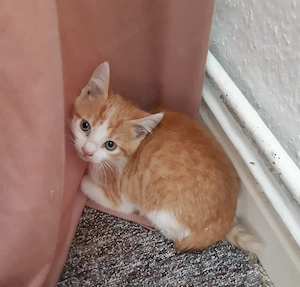 BKH-EKH mix Kitten suchen Familienanschluss