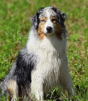 Australian Shepherd Hündin 