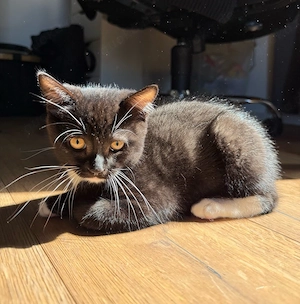 BKH Mix Kitten suchen ein neues Zuhause