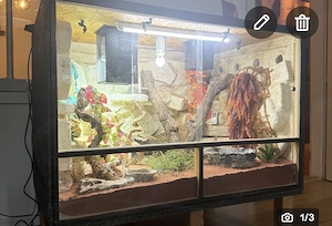 Voll ausgestattetes Bartagamen-Terrarium abzugeben