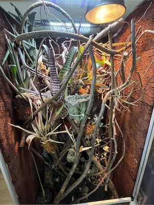 Jemenchamäleon mit Terrarium 