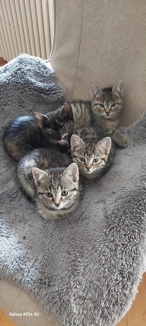 Kitten mit seltener Tabby-Zeichnung