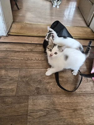 Europäische Kurzhaar Katzen  Kitten(Kater)