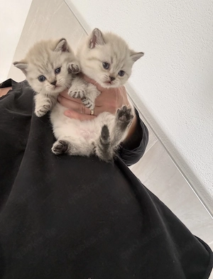 Zu verkaufen Bkh Kitten 