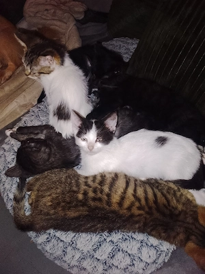 BKH Kitten 