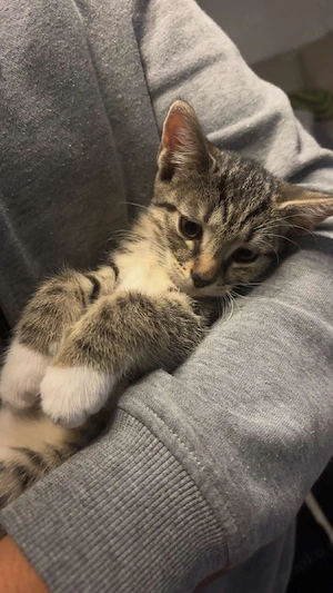 babykatzen  Bild 2