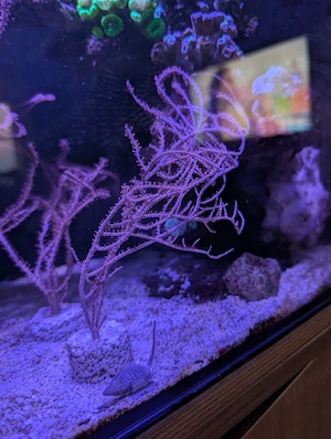 Ableger Meerwasser Anfänger geeignet Bild 2