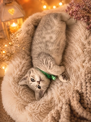 Unsere letzten kleinen BKH's suchen ihr Kuschelparadies Bild 2