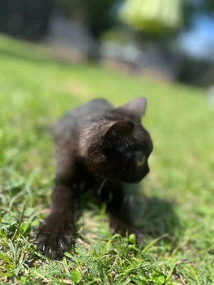 BKH süße kitten zuchen Zuhause 