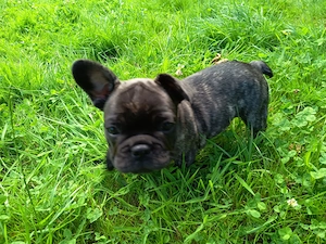 Hübsche gesunde Frenchy Bulldoggen  Bild 4