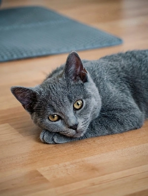 Traumhafter BKH-Kater in Blau sucht ein liebevolles Zuhause! 