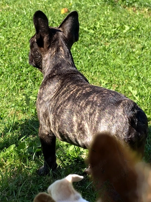 Hübsche gesunde Frenchy Bulldoggen  Bild 3