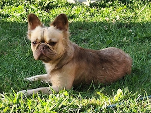 Hübsche gesunde Frenchy Bulldoggen  Bild 5
