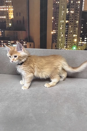Wunderschöner Maine Coon Kater, 3 Monate alt   geimpft, entwurmt & bereit für sein neues Zuhause 
