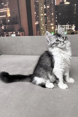 Wunderschöner Maine Coon Kater, 3 Monate alt   geimpft, entwurmt & bereit für sein neues Zuhause 