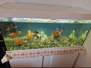 Aquarium mit Fische zu verkaufen