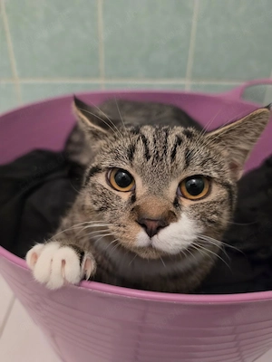 Liebevoller BKH-EKH-Mix Kater(12 Monate) sucht ein neues Zuhause!