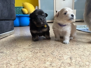 Pomchi Welpen sichen ein Zuhause