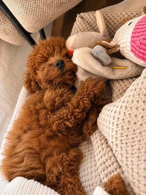 Wunderschöner Korean Teacup Pudel Welpe sucht liebevolles Zuhause 