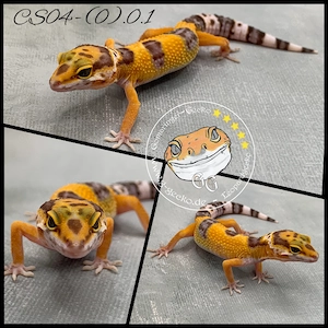 Leopardgecko Tangerine TA