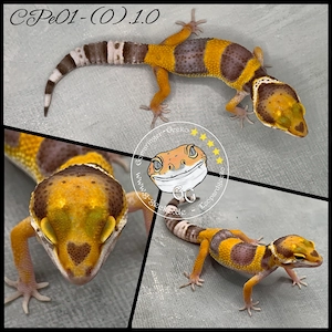 Leopardgecko Tangerine TA