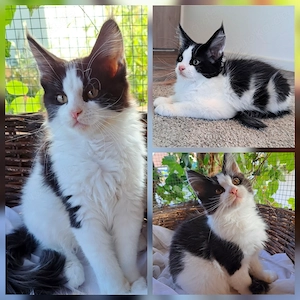 Wunderschönes reinrassiges Black-White Maine-Coon-Kitten sucht sein Für-immer-Zuhause