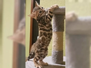 Wunderschöne reinrassige Bengal-Kätzchen suchen ein liebevolles Zuhause!