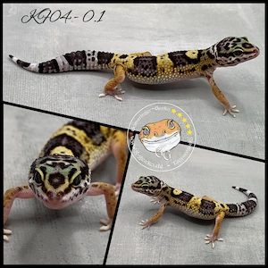 Leopardgecko MS Ghost Black Night het Eclipse het TA het MP