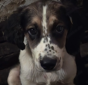 Süße Cocker Spaniel x Border Collie Welpen suchen liebevolle Familie!