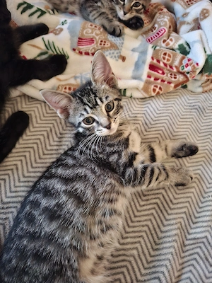 süßes EKH-Kitten sucht ein liebevolles Zuhause.
