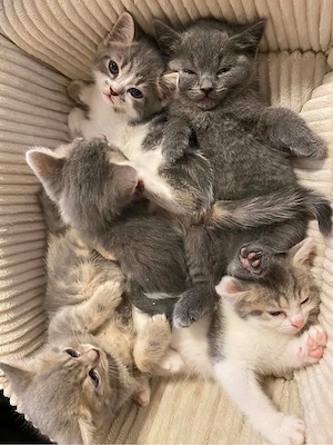     Kätzchen kitten Baby
