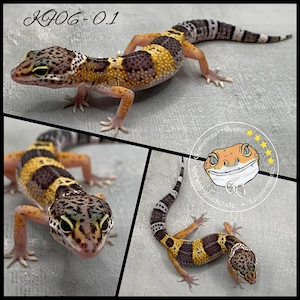 Leopardgecko MS Ghost Black Night het Eclipse het TA het MP