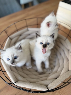 Heilige Birma Kitten