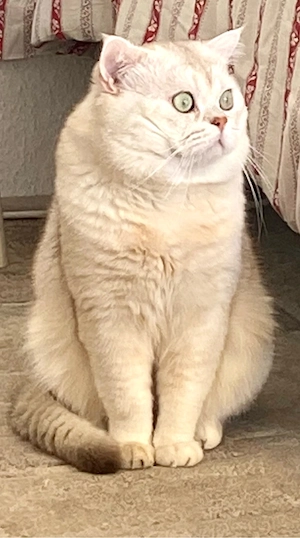 BKH Deckkater Bild 2
