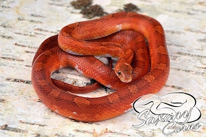 Kornnatter 0.1 Bloodred Pied Sided het Hypo Amel