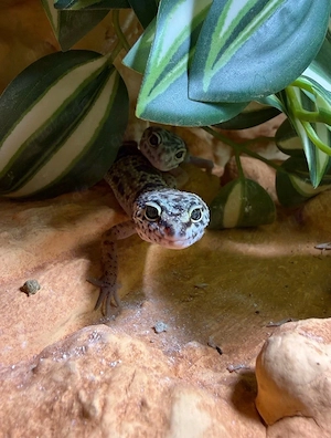 Leopardengeckos 