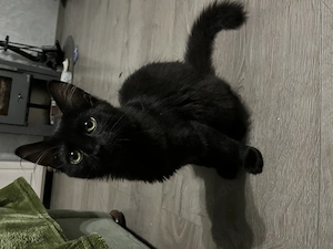Drei süße Katzenbabies (Kätzchen, Kitten)